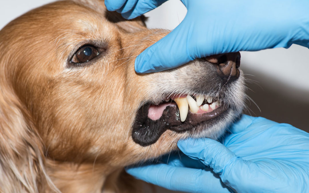 Your Pet’s Dental Cleaning