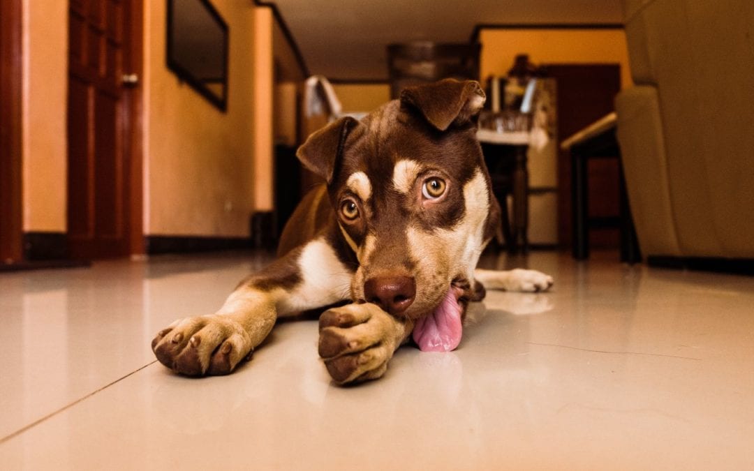 why is my dog licking the carpet