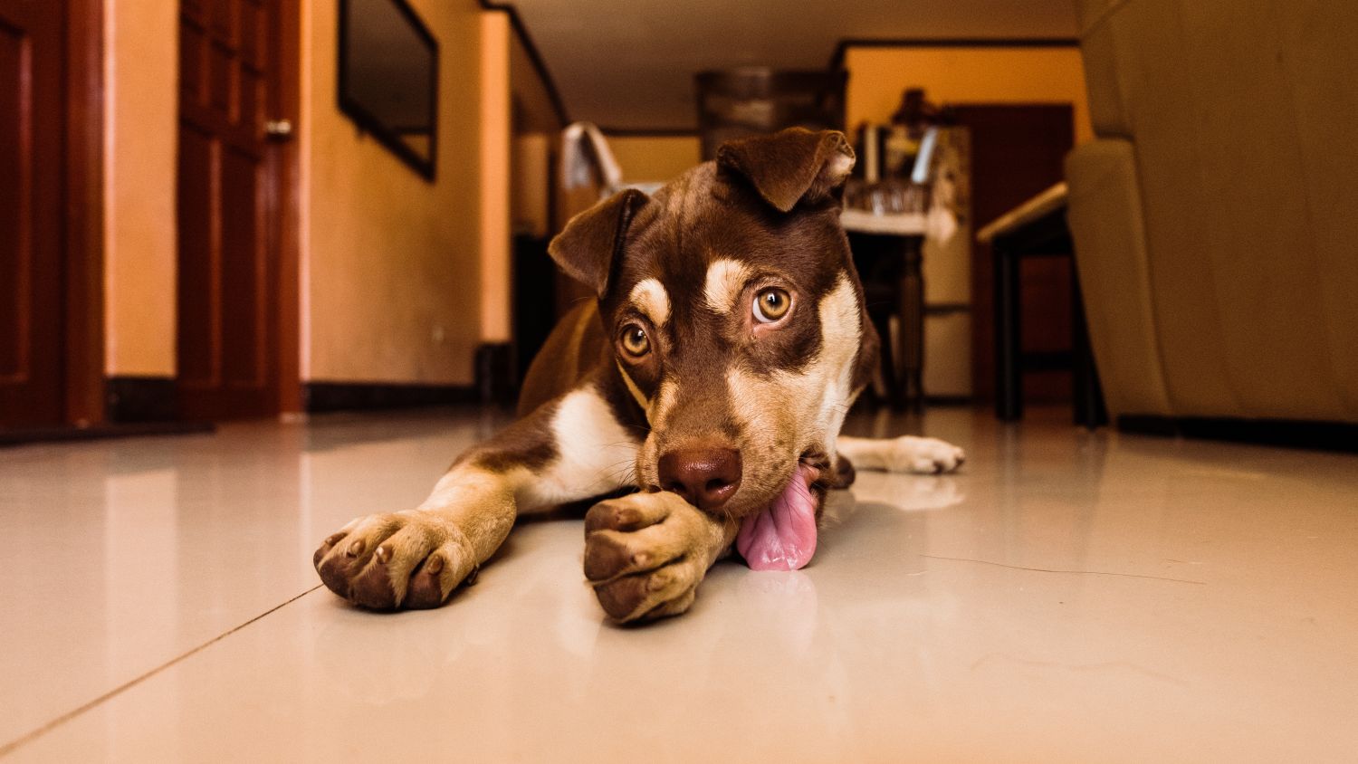 how to stop a dog from chewing paws
