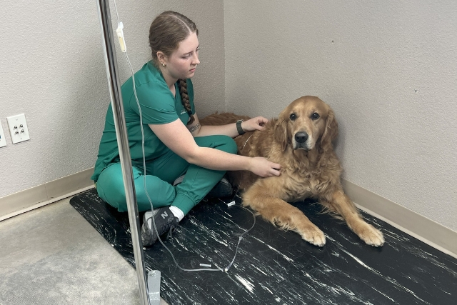 Vet giving urgent care to a dog