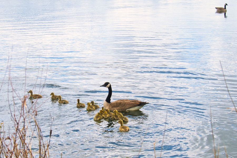 Evergy Wetlands in Gardner