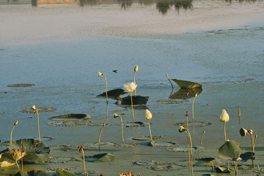 Lily Pads on the Water in Gardner Kansas